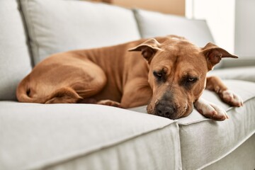 Wall Mural - A serene dog lounges comfortably on a neutral-colored couch, embodying a peaceful home atmosphere.