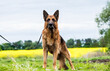 German Shepherd dog in a field for a walk