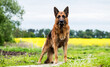 German Shepherd dog in a field for a walk