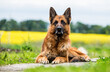 German Shepherd dog in a field