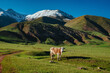 Cow in pasture in picturesque mountain valley