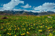 Field of wild yellow tulips in the mountains in springtime