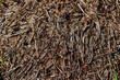 Big anthill with ants close-up view
