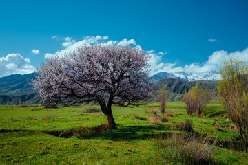 Sticker - Blossoming apricot tree on mountains background in spring