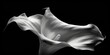 Macro shot of a blooming white lily, capturing its graceful curves and delicate stamen, black background