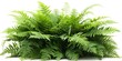 Ideal for Gardens: Isolated Image of Lush Green Sword Fern Nephrolepis spp. Concept Garden Photography, Botanical Beauty, Fern Photography, Lush Greenery, Nature Snapshots