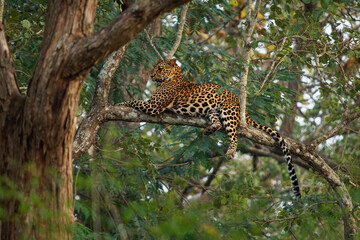 Wall Mural - Leopard - Panthera pardus, big spotted yellow cat on the tree trunk in India or Africa, genus Panthera family Felidae, sunset cat portrait on the tree resting on branch with green forest background