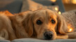© Anthichada - Golden retriever dog looking at camera at home closeup portrait. Purebred pet doggy labrador