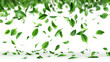Falling green leaves isolated on white background, 