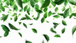 Falling green leaves isolated on white background, 