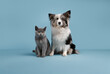Cane e gatto vicino su sfondo blu