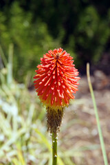 Canvas Print - Torch lily Kniphofia red hot poker plant blossom