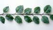 A realistic photograph of an isolated green branch with leaves on a white background, a high-resolution digital photograph taken in natural light with soft focus and in a minimalistic style