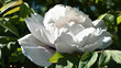Peony flower. large white flowers with green leaves. delicate white peony flowers with yellow pollen inside, blooming in the garden. beautiful multi-colored peony, macro close-up background.