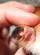 Small abscess on dog toe. Veterinarian medical examination of broken dew claw with infection. Paw with small lump from trauma. Puppy dog with nail injury. Female Harrier mix. Selective focus.