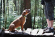 Happy dog in forest looking up at person for treat or obedience. Side view of dog sitting on nature board walk in rainforest. Dog wearing bear bell, gps collar or remote collar. Selective focus.