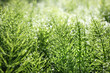 Horsetail field with dew drops early mornings. Nature background texture in spring garden or forest meadow. Used traditionally for healing teas and tinctures. Selective focus. Vancouver, BC, Canada
