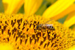 A bee collects nectar and pollinates sunflowers in a field