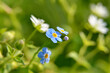Bright forget-me-not flowers bloom in the field