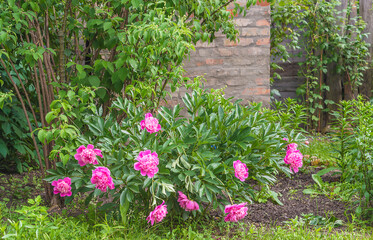 Wall Mural - Beautiful purple peonies bush in bloom