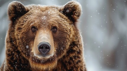 close-up portrait of a brown bear in the winter