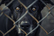 © Formoney - A black dog with brown eyes is looking through a chain link fence