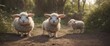 Funny little sheeps in forest