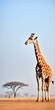 Giraffe in african savannah, blue sky copy space
