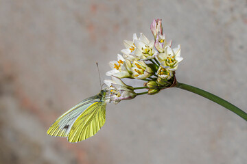 Wall Mural - butterfly on a flower