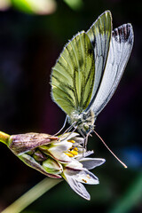 Poster - butterfly on a flower