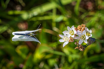 Canvas Print - butterfly on a flower