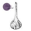 Hand drawn garlic sketch icon. Vector badge vegetable in the old ink style for brochures, banner, restaurant menu, market.