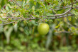 Green apple growing on tree. Apple orchard, farming, and agriculture concept.