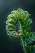 Nature's Artistry: A Close-up of a Vibrant Fiddlehead Fern