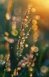 Serene Sunset: Water Drops on Blurred Grass