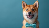 Fototapeta Kuchnia - Charming Shiba Inu Puppy in Bow Tie, Smiling at Camera for Pet Photography Stock Image