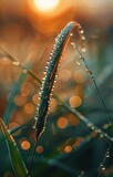 Fototapeta Niebo - Dewy Morning: Close-up of Drops on Tall Weed Amidst Sunlight