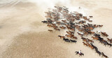 Fototapeta Zachód słońca - A herd of horses is running across a sandy field. aerial view of a herd of horses