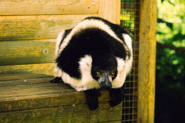 Black and white lemur