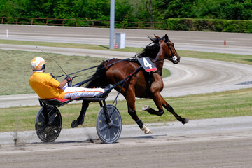 Racing horses trots and rider on a track of stadium. Competitions for trotting horse racing. Horses compete in harness racing. Horse runing at the track with rider.

