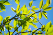 Tree branch with leaves and blue sunny sky. Summer background of blue and green, blurred leaves and sky. Blurry abstract natural background.