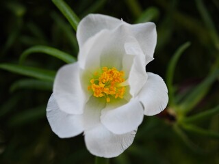 Canvas Print - anemon with many details on the inside, with only white petals