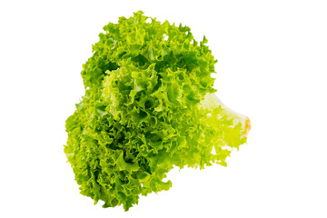 Wall Mural - Lettuce organic salad, fresh green hydroponic vegetable isolated on white, transparent background. Salad leaf close up. Vegetarian food, healthy lifestyle