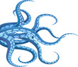 Blue cephalopod tentacles