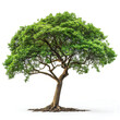 A large tree with green leaves and a brown trunk. The tree is the main focus of the image anda it is very healthy and strong. The tree is surrounded by a white background