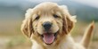 happy golden retriever puppy