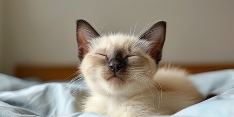 Wall Mural - happy siamese kitten napping indoors in the afternoon