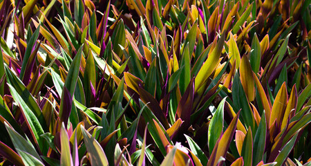 Wall Mural - Boat-lily, Oyster Lily, Oyster Plant, White-flowered Tradescantia