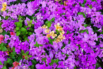 Wall Mural - Beautiful bougainvillea flowers with green leaves