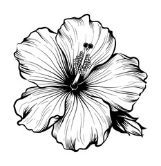 hibiscus flower engraving black and white outline